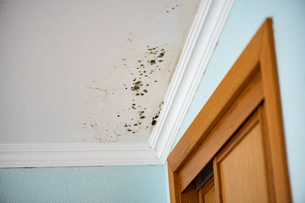 Best Emergency Mold Remediation in North Apollo, PA